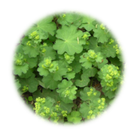 Alchemilla xanthochlora
